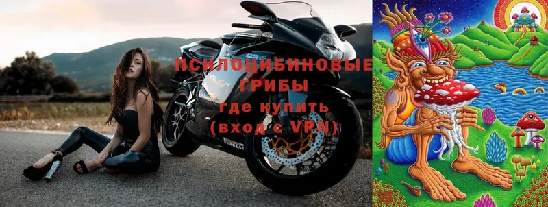 OMG ТОР  Новопавловск  Псилоцибиновые грибы Psilocybe 