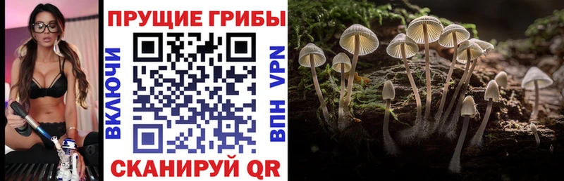 Псилоцибиновые грибы ЛСД  Новопавловск 
